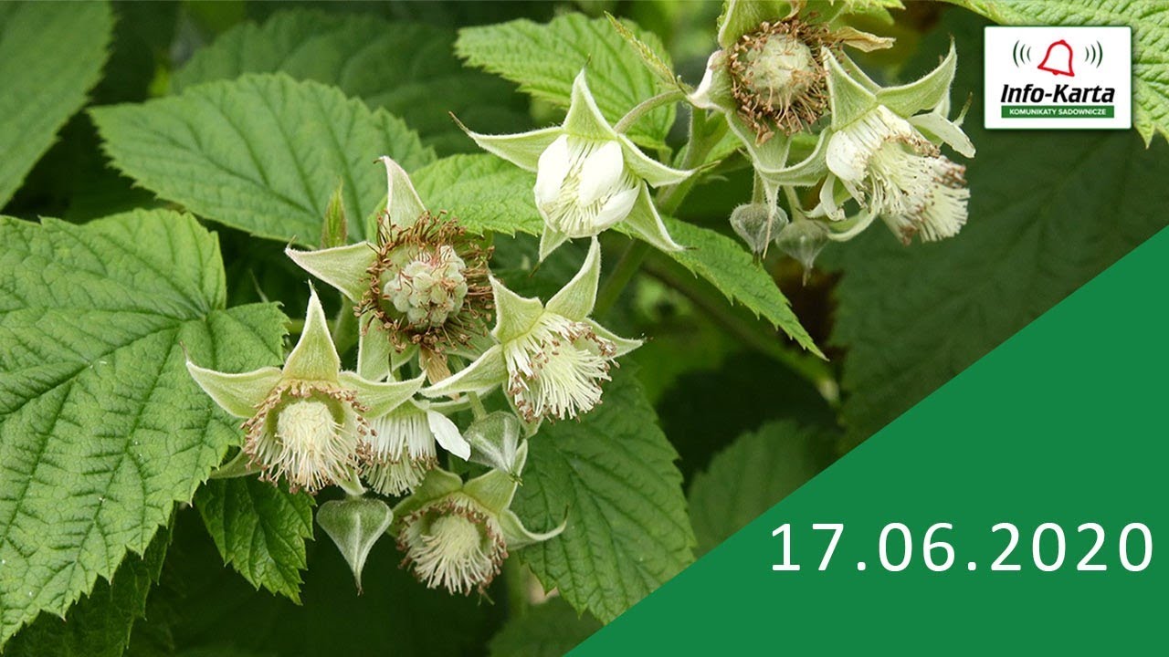 Maliny - zalecenia: ochrona, nawożenie, diagnostyka laboratoryjna - komunikat jagodowy Agrosimex