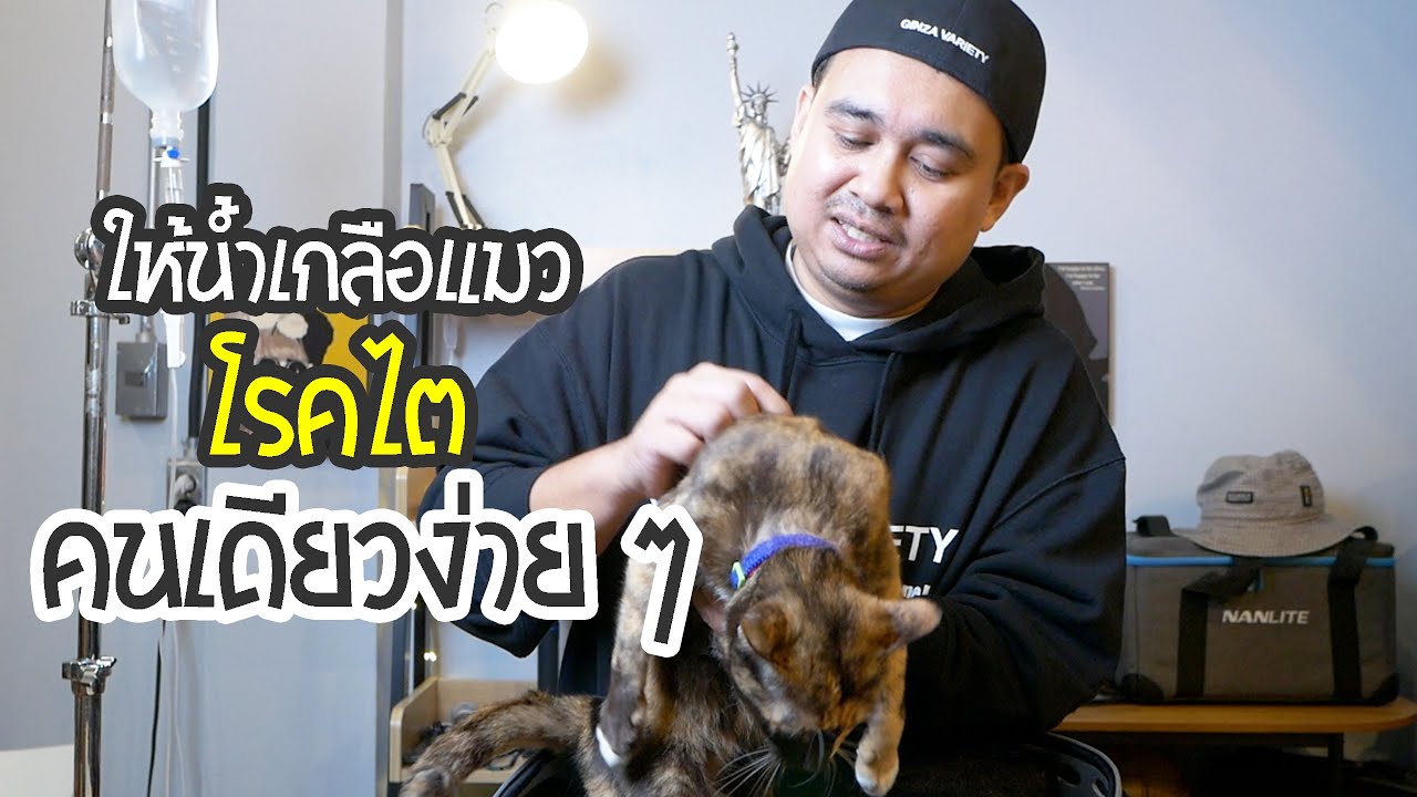 ให้น้ำเกลือแมวด้วยตัวเองง่าย ๆ ที่บ้าน สำหรับแมวเป็นโรคไต