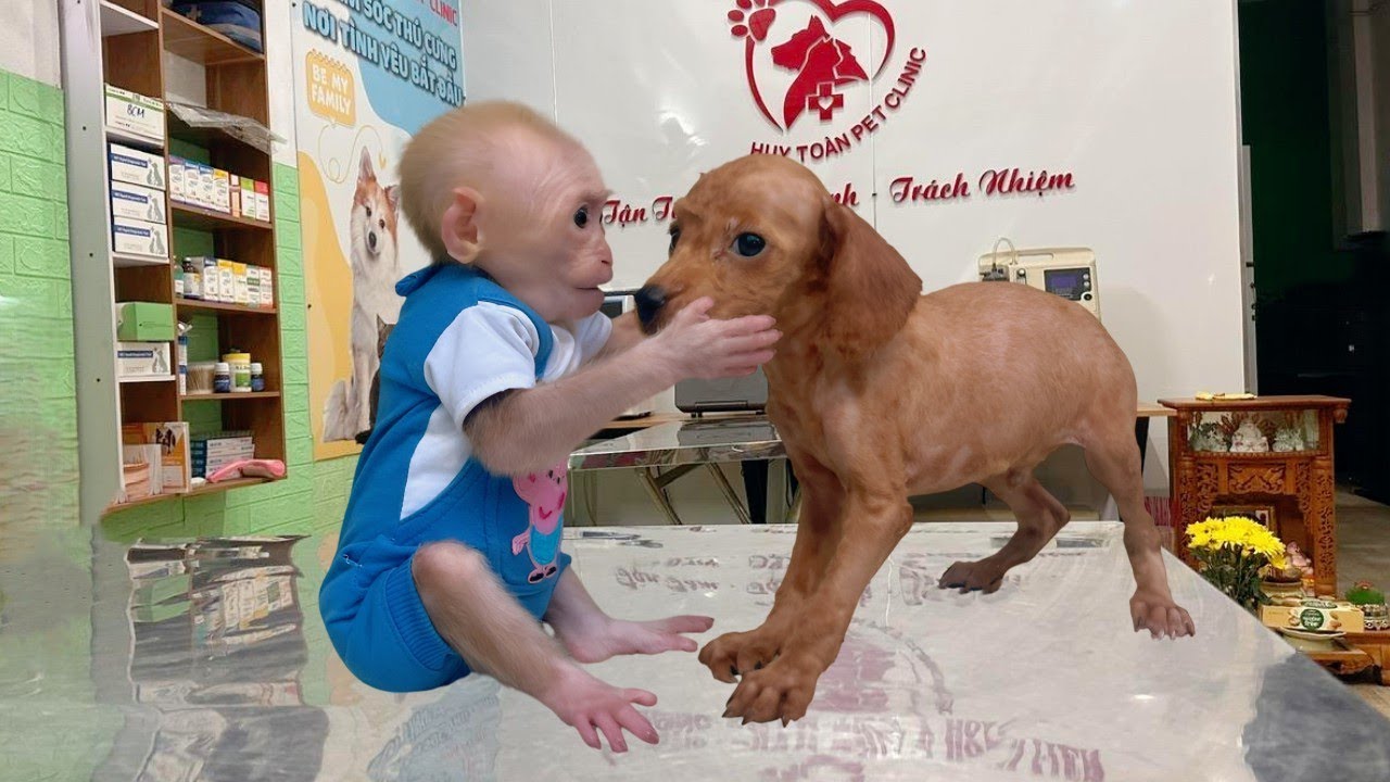 Baby monkey Lulu went for a check up and met a very poor dog