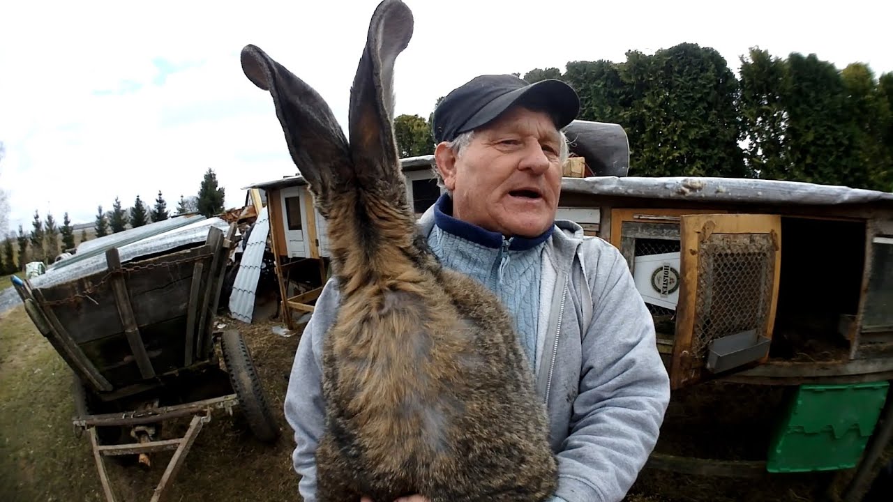 Króliki Olbrzymy wygrane u Kazimierza Bizona