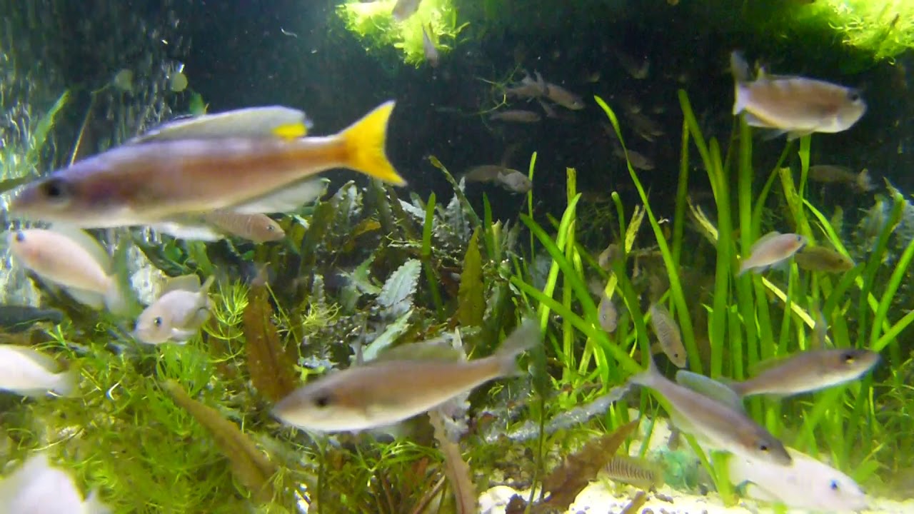 Tanganjikasee Aquarium mit Cyprichromis und Neolamprologus
