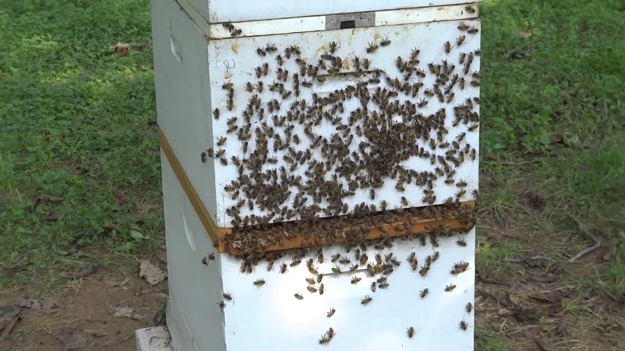 Queen Rearing via Cloake Board Method