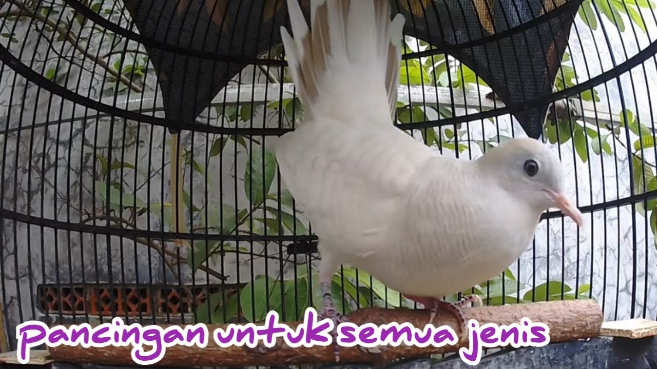 Suara panggilan perkutut putih lurik lokal juga nyaut.