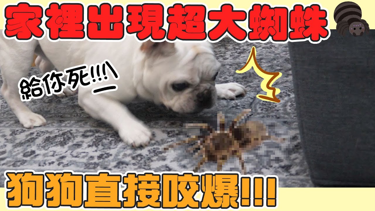 一豬小公主｜家裡突然出現超大蜘蛛 狗狗直接咬爆！！