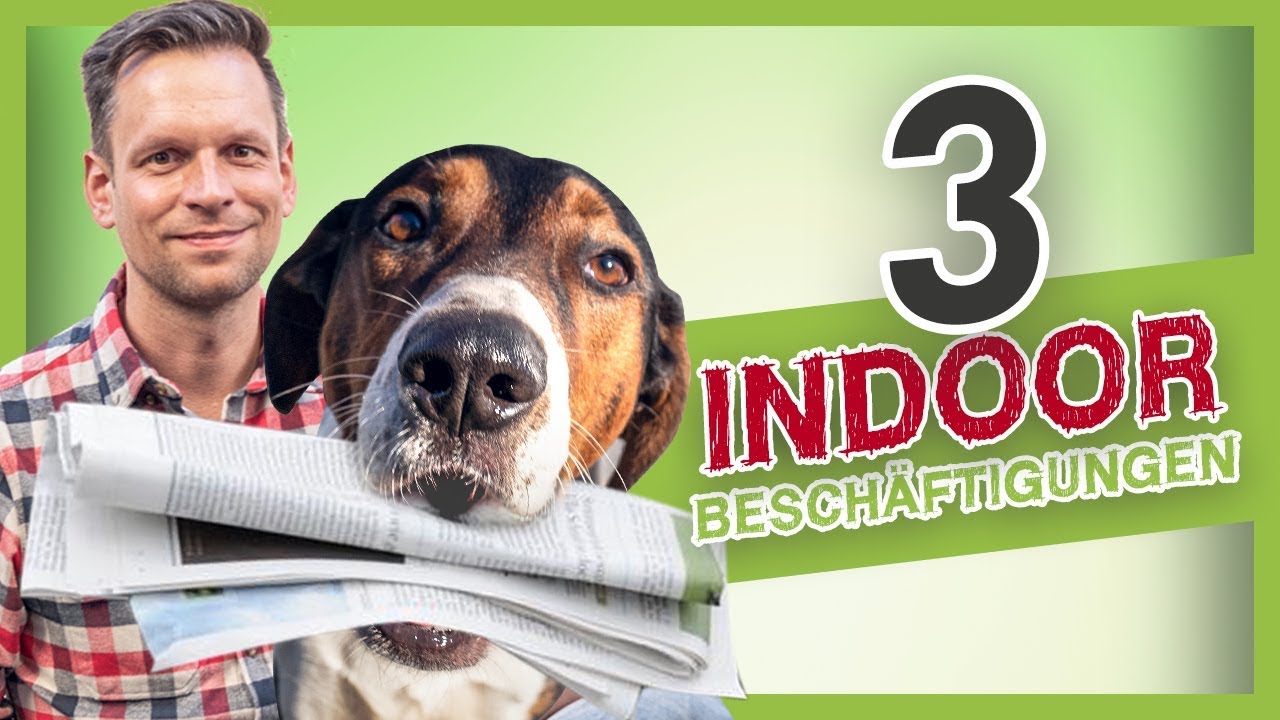 3 Ideen zur Indoor-Beschäftigungen für deinen Hund (Hundetraining Tipps)