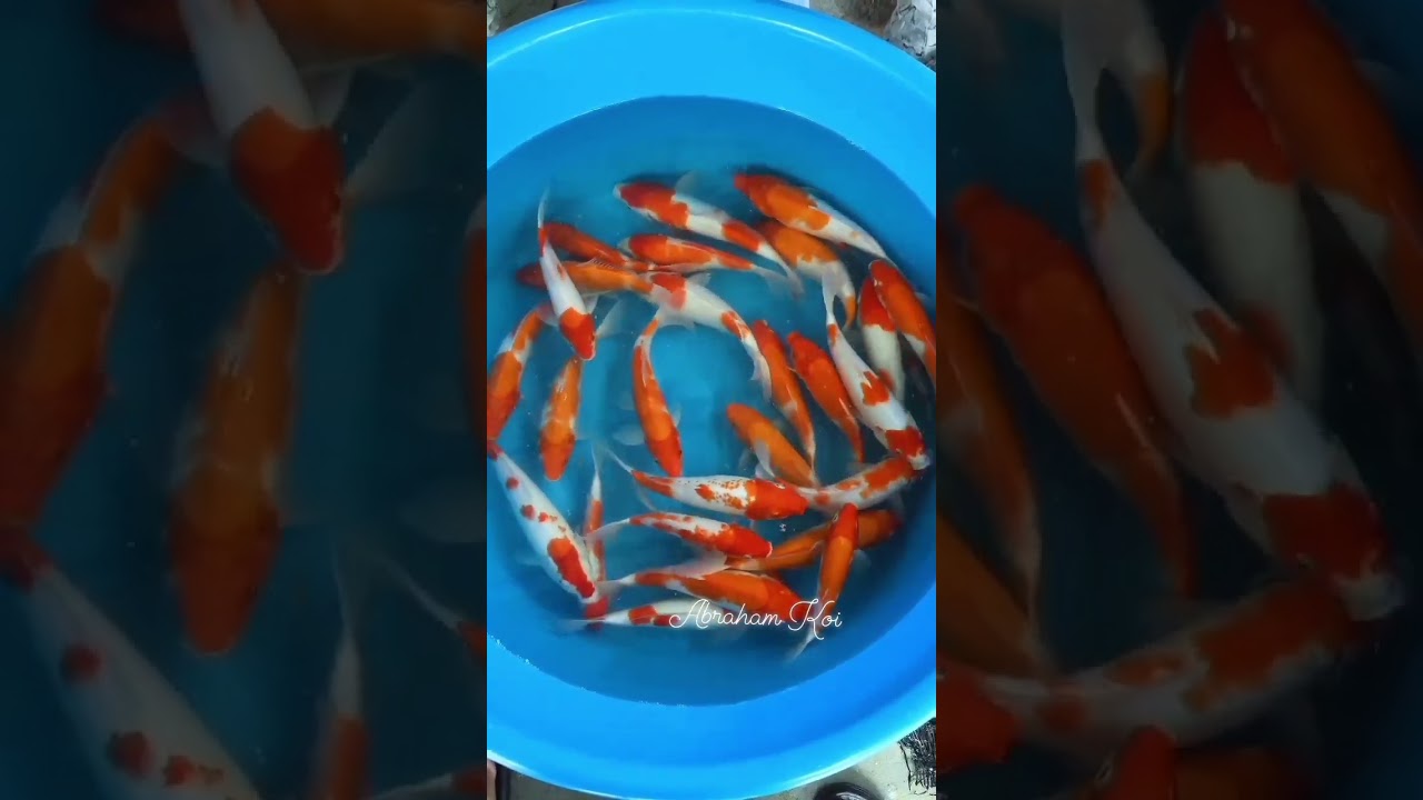 Our new stock for Chinese New year. kohaku koi #abrahamkoi #koifish #koicantik #japanesekoi