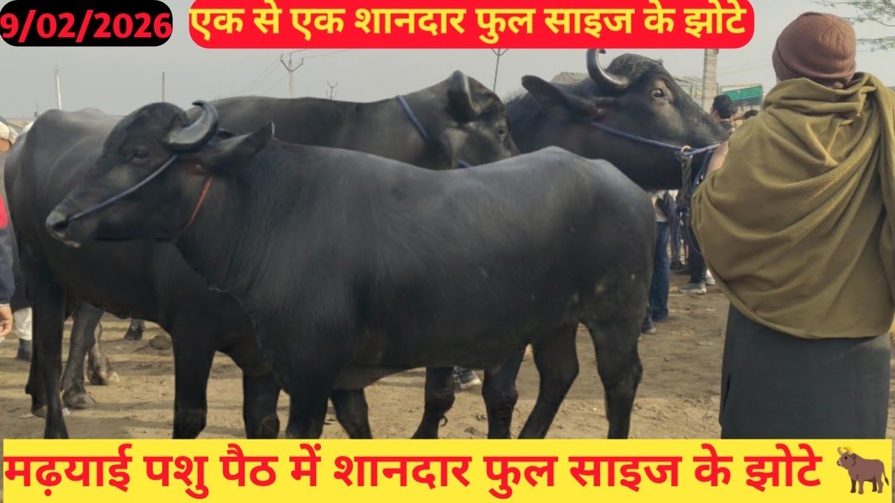 Sardhana madhayi pashu paith में शानदार शानदार झोटे उनने कटड़े 🐂 #pashumandi