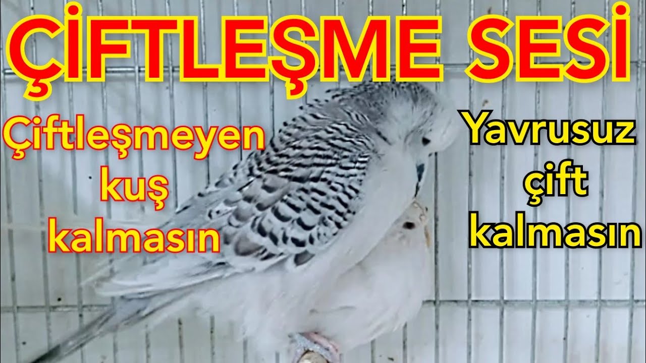 muhabbet kuşu çiftleştirme sesi muhabbet kuşu kızıştırma sesi muhabbet kuşu sesi طيور الحب صوت تزاوج