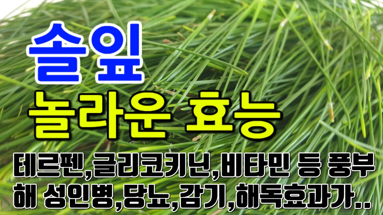 [솔잎 효능] 솔잎의 매력적인 비밀: 향기와 건강을 담은 자연의 선물
