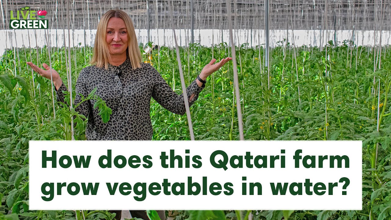 Check out how Al Waha Farm grows vegetables differently in Qatar | Live Green | Ep 18
