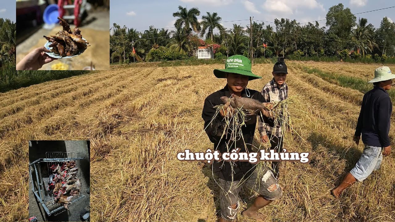 Một ngày bắt 5kg chuột về làm món chuột nướng chao cùng taem hoàng phi săn bắt tập 4