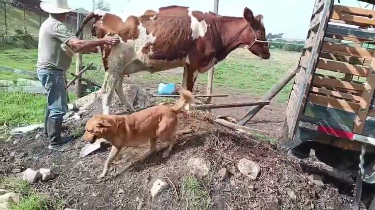 Un día como ganadero