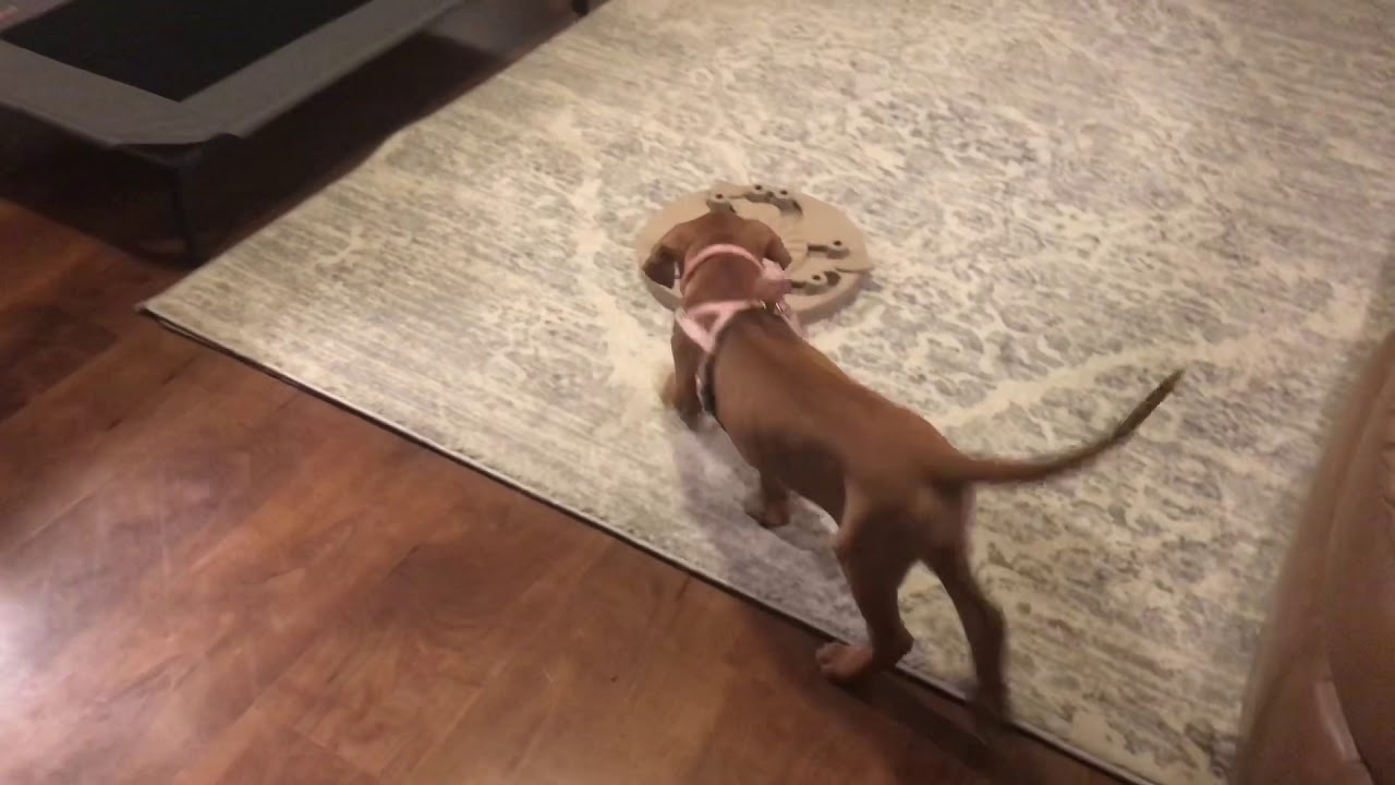 Rhodesian Ridgeback Puppy First Week Home