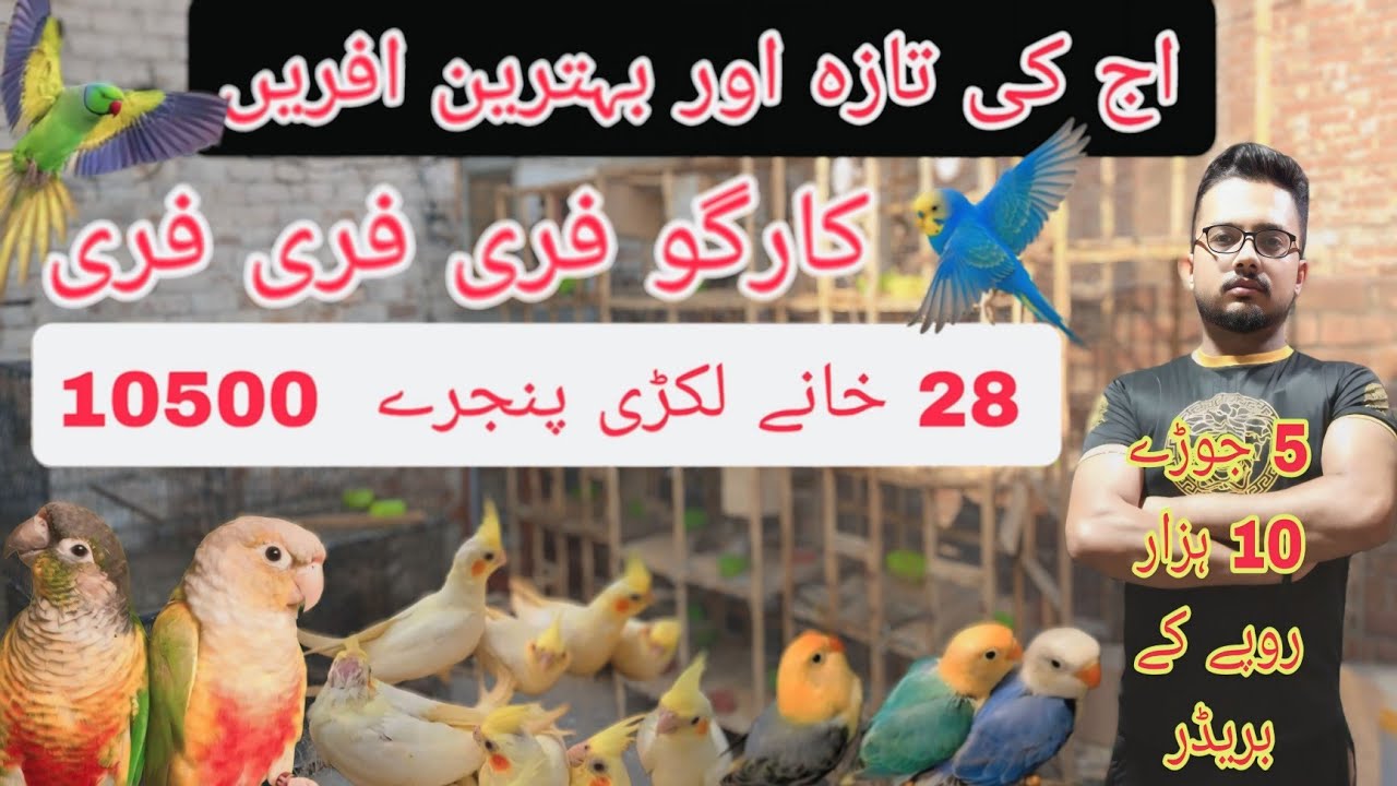 اج تک کی سب سے سستی افریں 28 خانے لکڑی کا پنجرہ 10500 میں 🙂#birds @Pakistanlahorepets #birds #breed