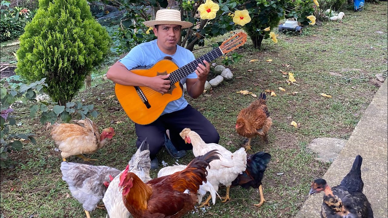 Cómo tocar El pájaro Amarillo en el requinto / canción popular de Colombia 🇨🇴