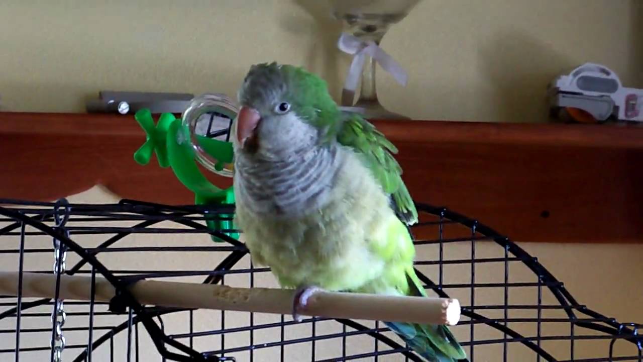 Chatter Bug Sweetie Quaker Parrot  tring to practice talking with Lots of Squaking
