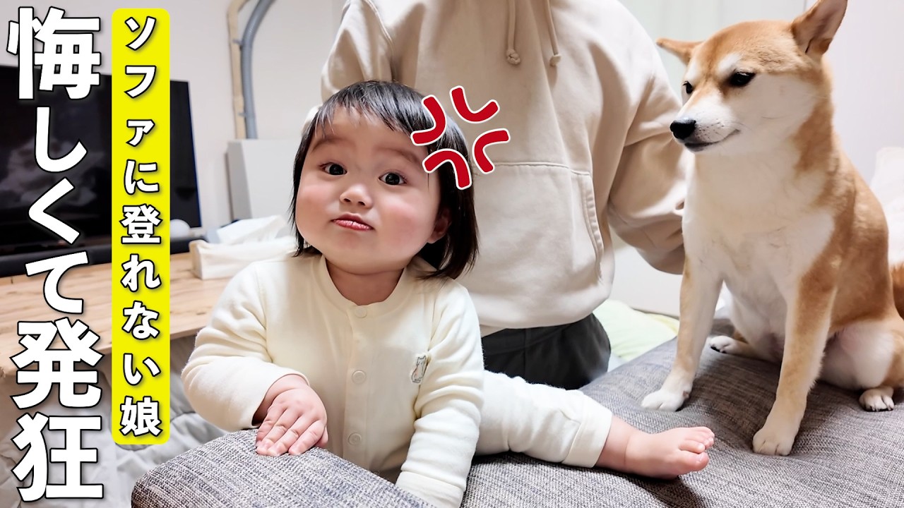 ソファに登れなくて悔し泣きする1歳娘を優しく見守る柴犬が尊すぎました…
