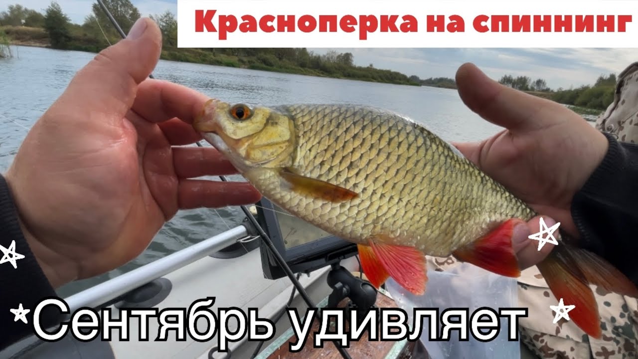 ЭТА РЫБА ЖАДНЕЕ ЩУКИ!!! RIBALKA FISHING Zetrix
