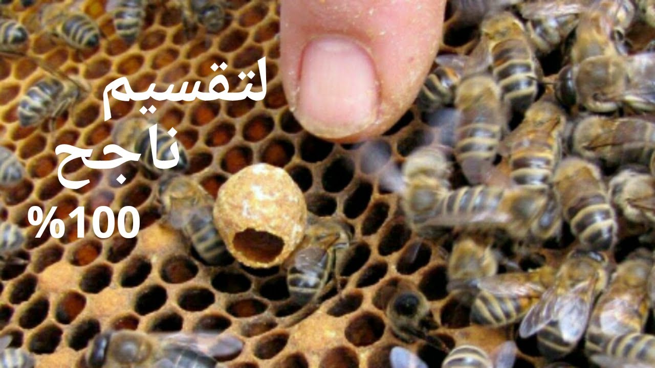 إرشادات حول البيوت الملكية ↩لنجاح تقسيم النحل 100%