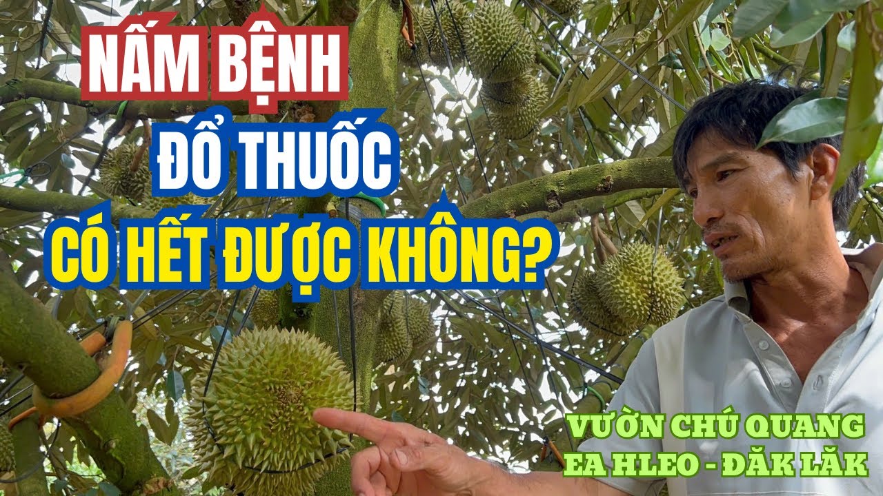 CÁCH XỬ LÝ NẤM BỆNH CHO SẦU RIÊNG - VƯỜN CHÚ QUANG EA HLEO, ĐĂK LĂK