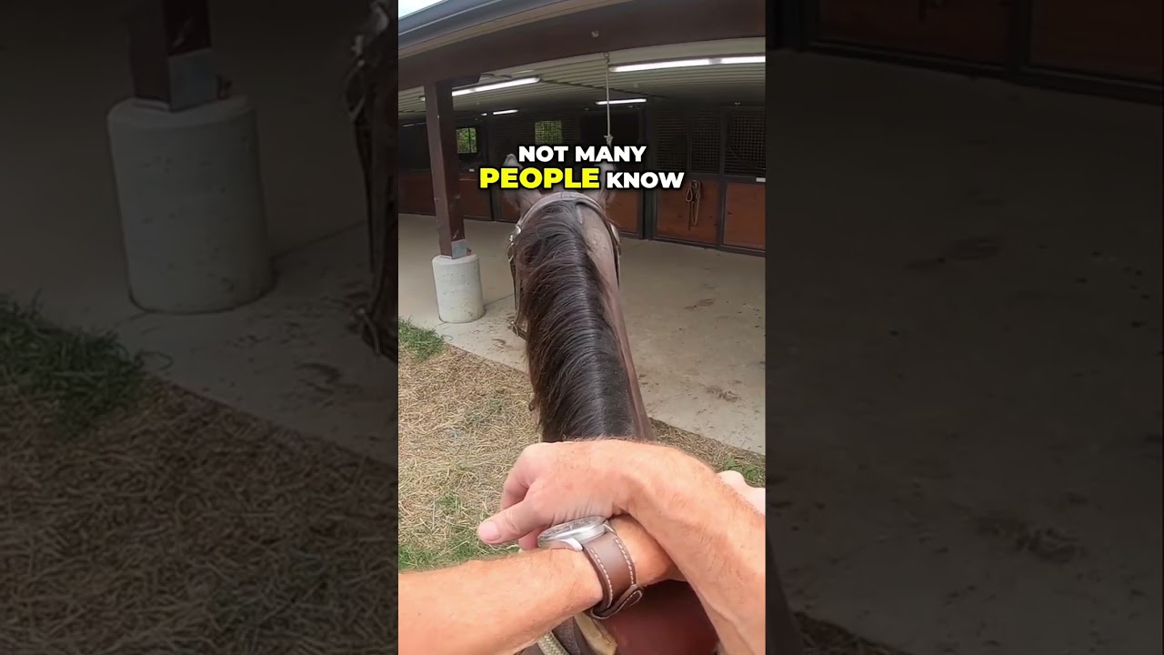 Unveiling the Underrated: Discover the Versatility of Tennessee Walking Horses