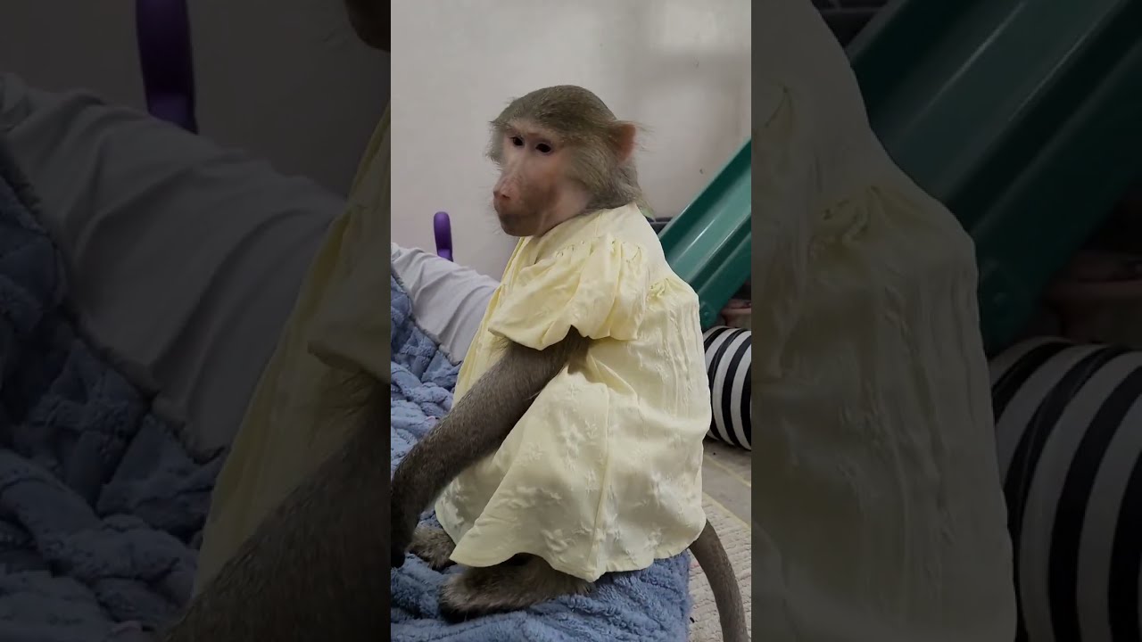 Знакомство гамадрилок с кроликом Стёпкой😍