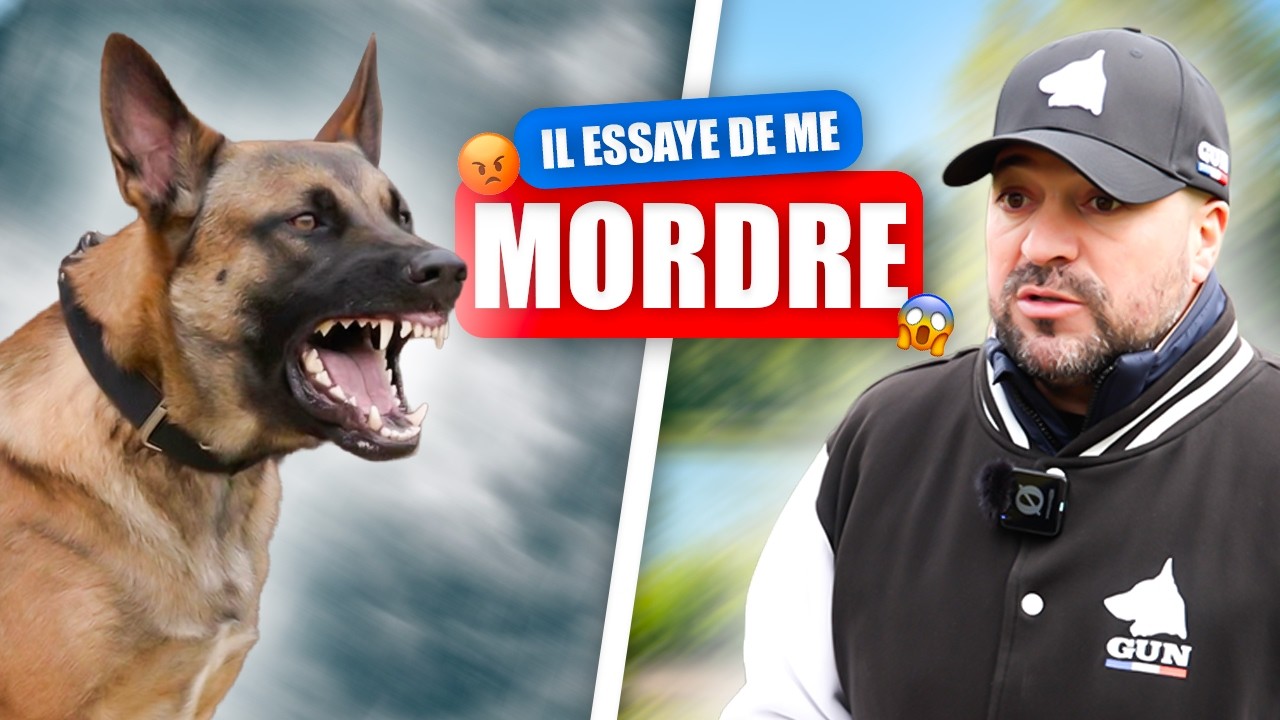 AGRESSIVITÉ  MALINOIS - TUTORIElS, FRIANDISES,CANETTES NE FONT QU’EMPIRER LE PROBLÈME !