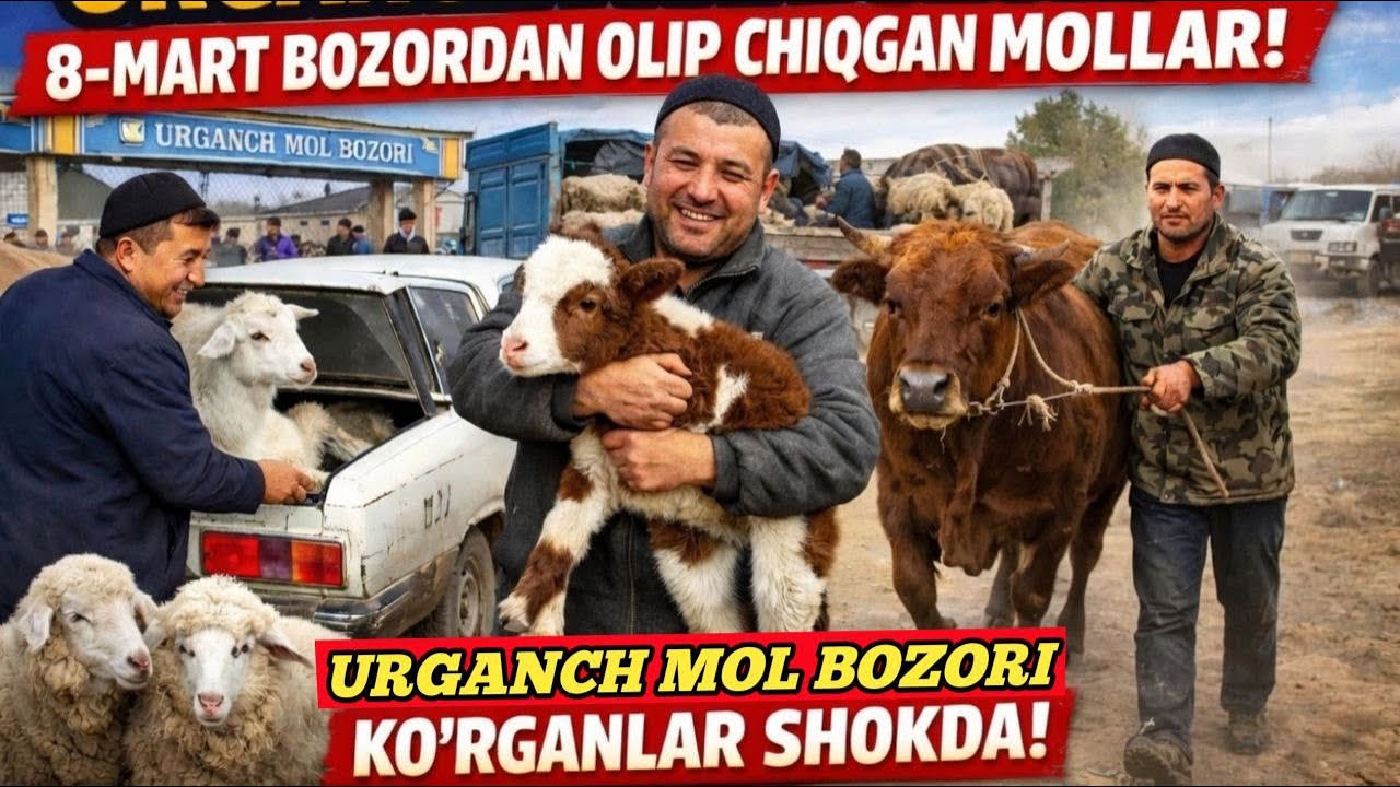 УРГАНЧ МОЛ БОЗОР 8-МАРТ БУГУНКИ НАРХЛАР КАНДАЙ !!!КОБУЛОВ