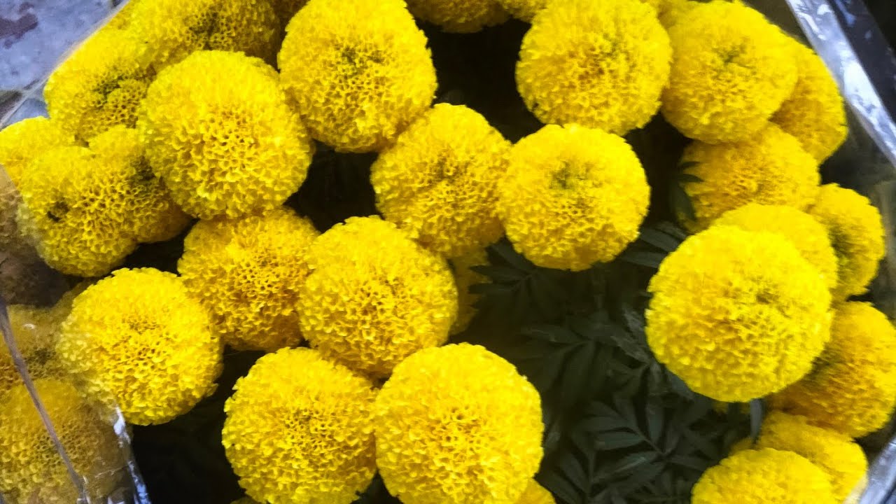  Tình hình hoa Tết tại nhà vườn (24/12) #vantho #garden #flowers #nhavuon