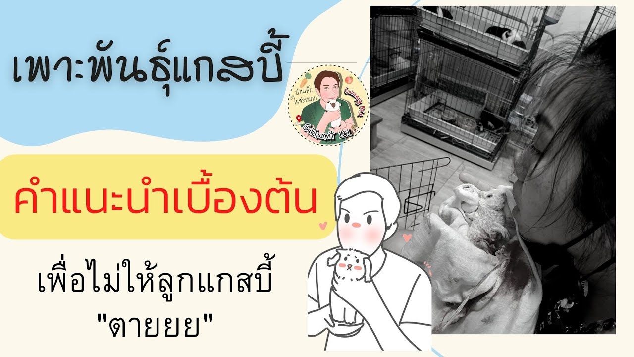 การผสมพันธุ์แกสบี้ การเพาะพันธุ์แกสบี้