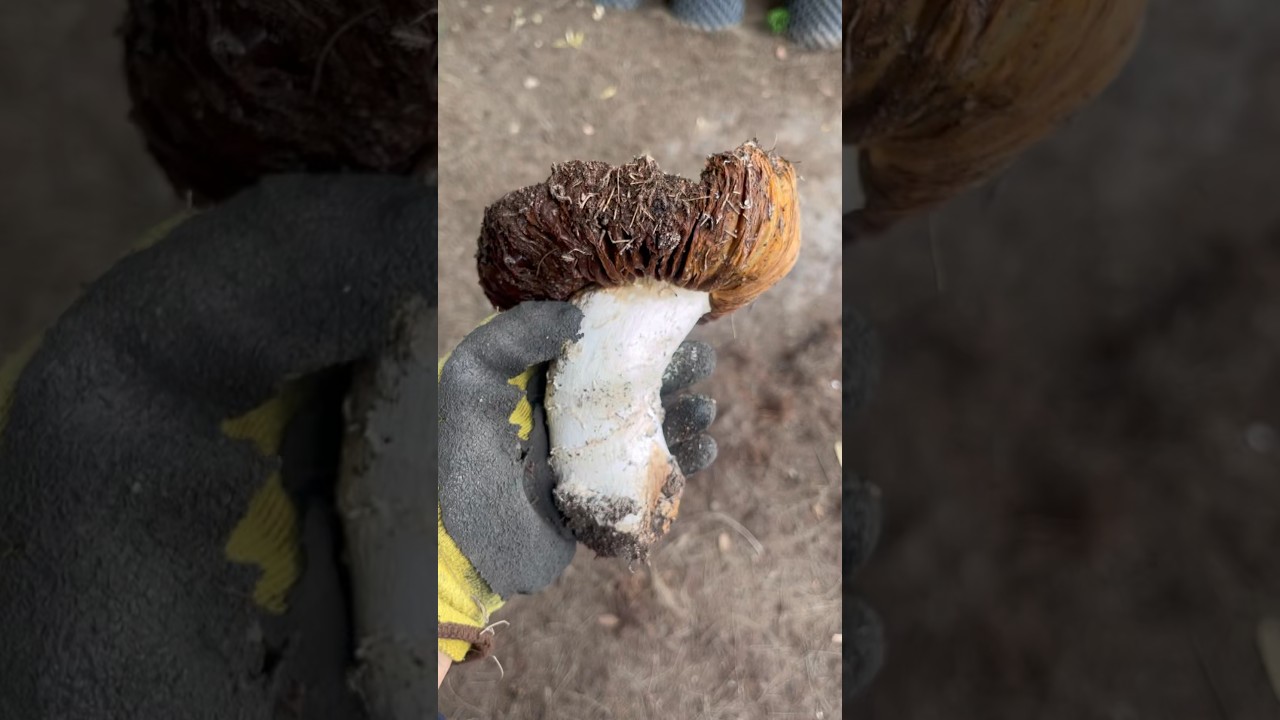UN HONGO 🍄 GIGANTE #2023 #nature #hongos #fungus #natural #gigante #shorts #sorpresa