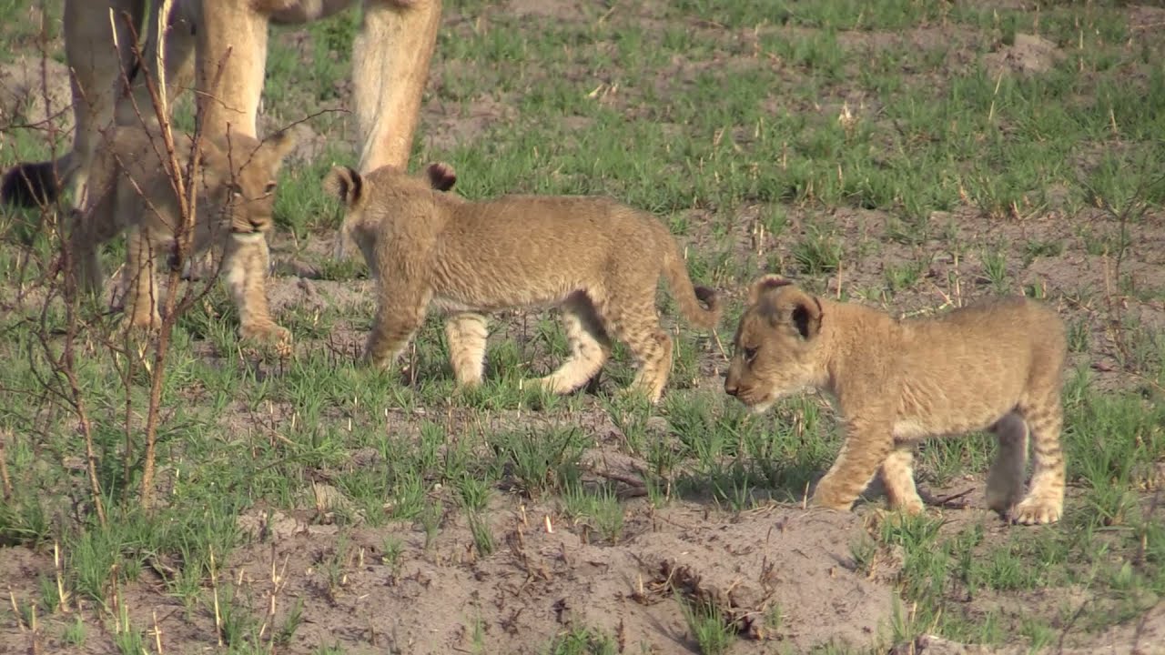 Botswana 2021 - lvice s mláďaty
