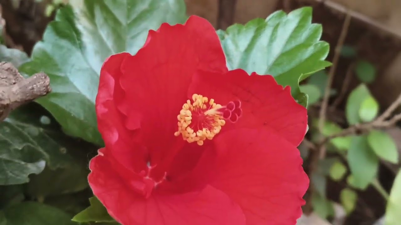 Padmadevis garden wonderful hybrid hibiscus flowers my home garden