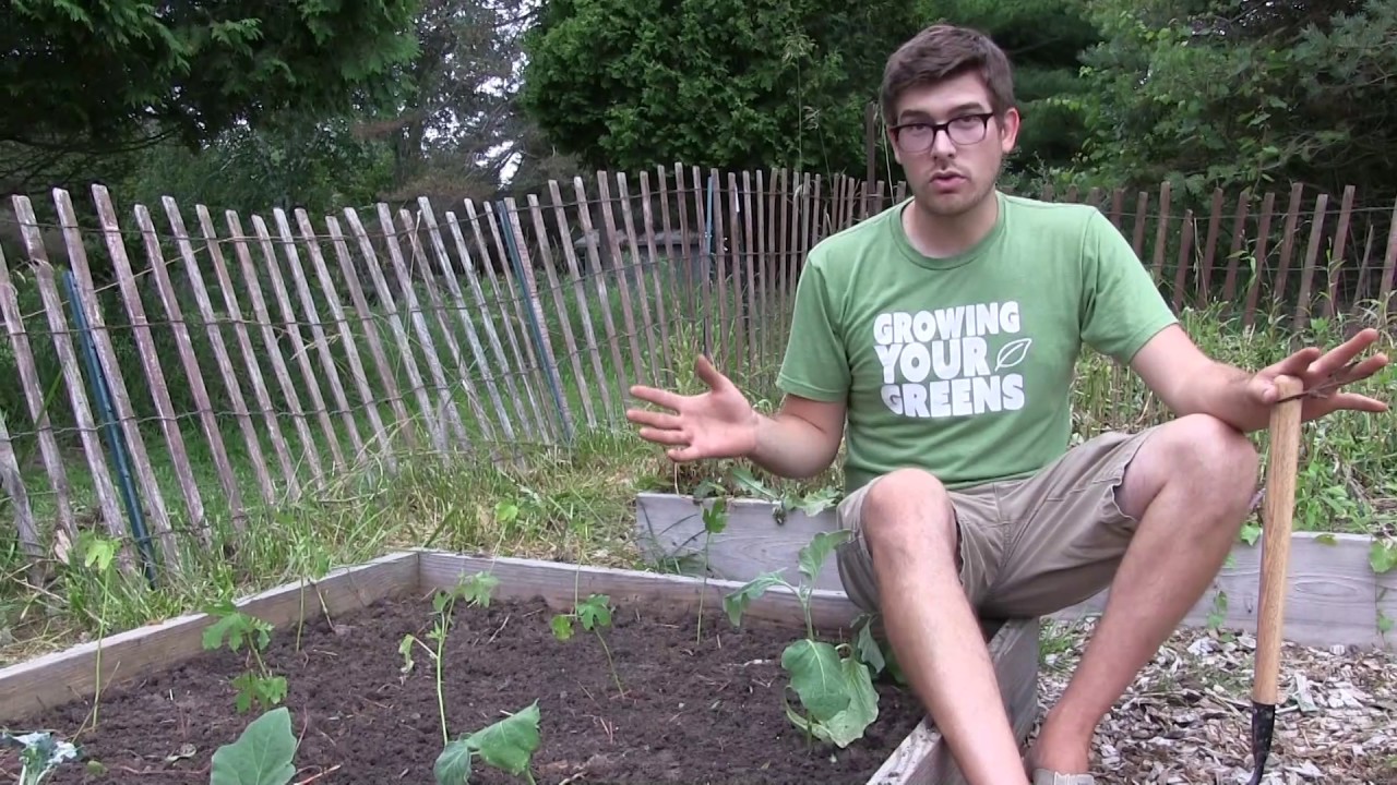 How to Grow Okra - Complete Growing Guide
