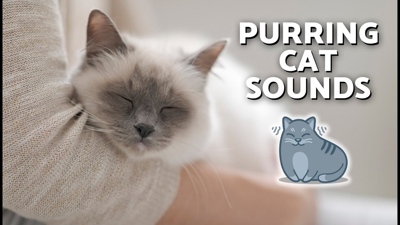 SOUNDS OF CATS PURRING 😻💤 To Help Them SLEEP and RELAX