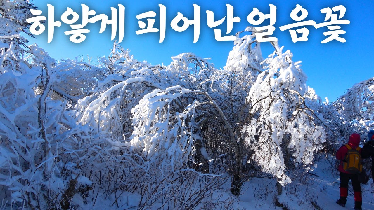 60cm 강원도 폭설 '태백산 국립공원' 유일사 코스 ♩ 상고대 얼음꽃 ♩ 100대 명산 등산 추천 ♩ 싼타TV