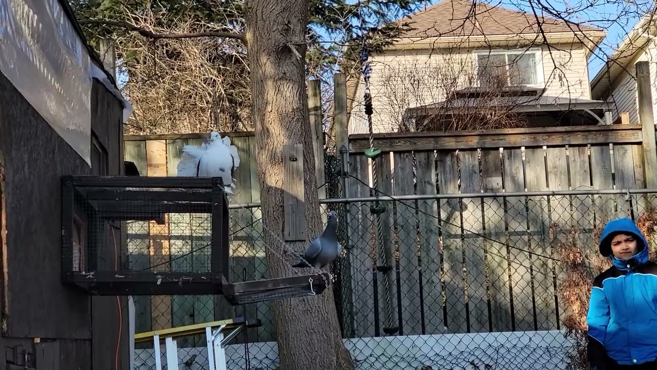 YB training | Racing Pigeon | Homer | Kabutar