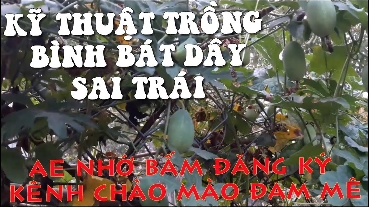 KỸ THUẬT TRỒNG BÌNH BÁT DÂY SAI TRÁI | CÂY THẦN DƯỢC CHO CHÀO MÀO