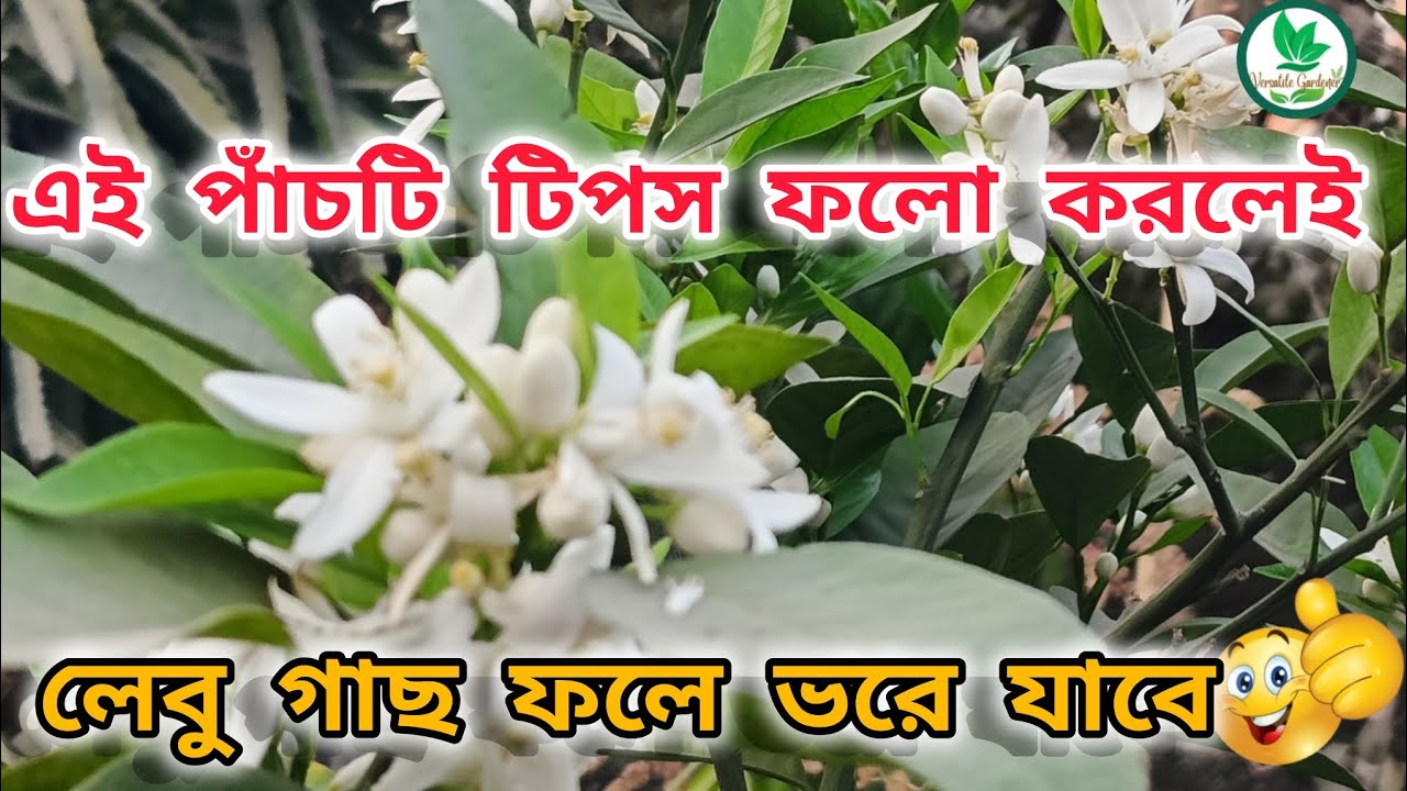 ফলো করুন এই 5 টি টিপস | ফলে ভরে যাবে লেবু গাছ🍊