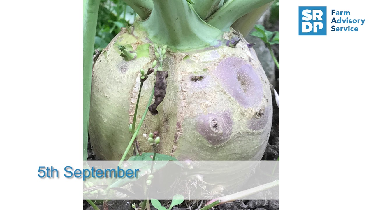 The growing year of a swede