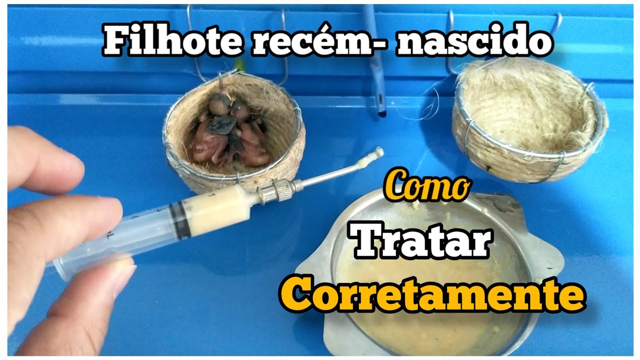 COMO cuidar de filhotes de Coleiros