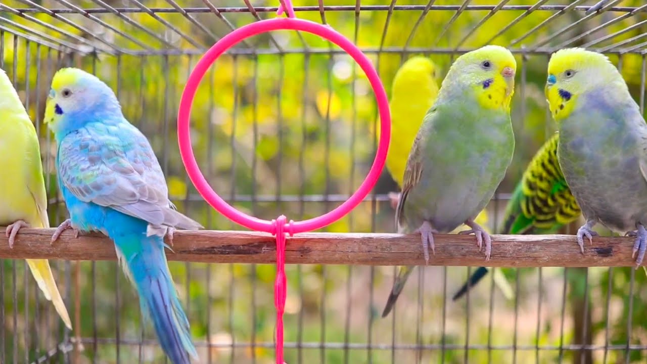 Happy Budgies Mango and Chutney 🐦 9 Hours Non Stop Singing