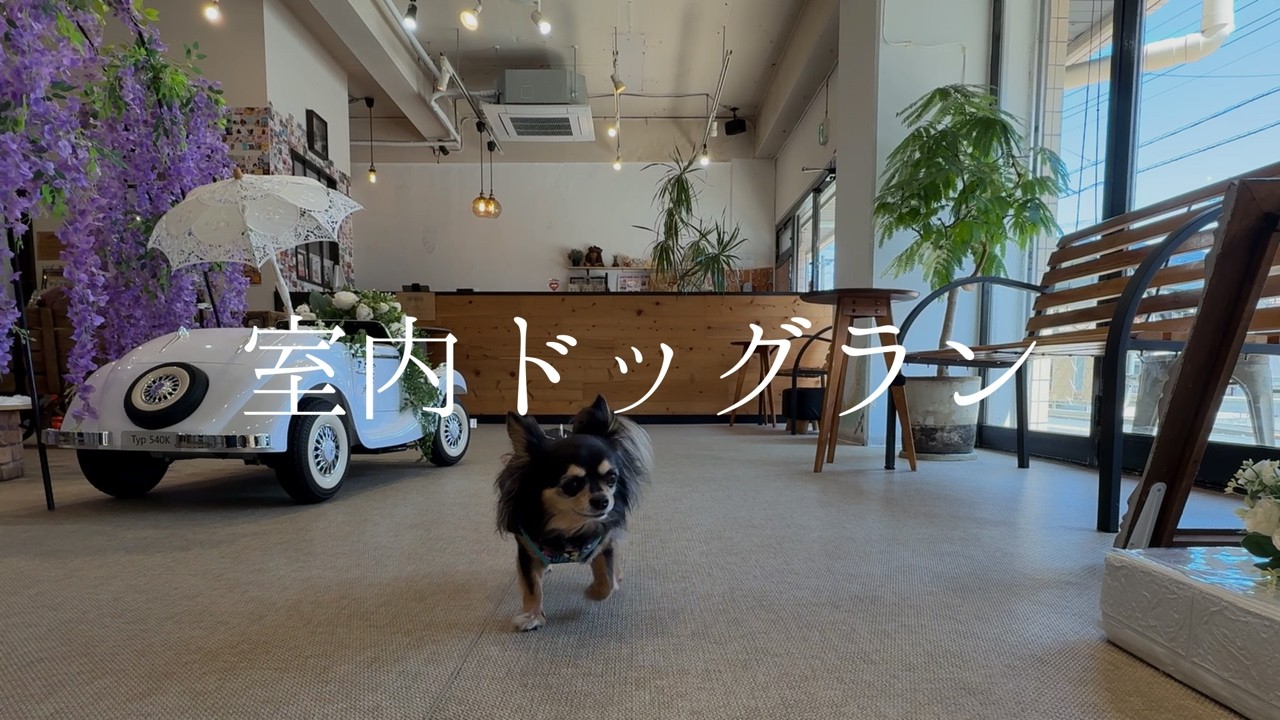 【室内ドッグラン】はじめての室内ドッグランで楽しそうな🐾3kgチワワと遊ぶのんびりな日🐶🚙 …ｗ #チワワ#保護犬［vlog］