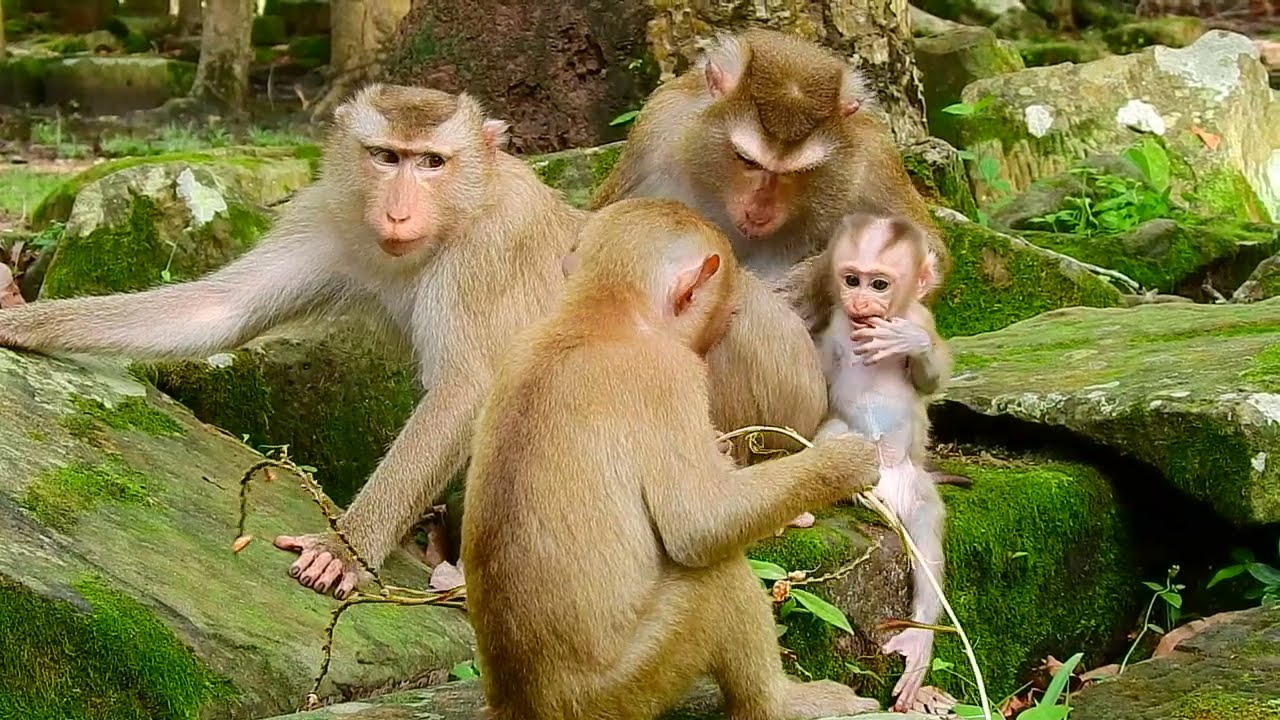 Happy time of baby monkey's family!