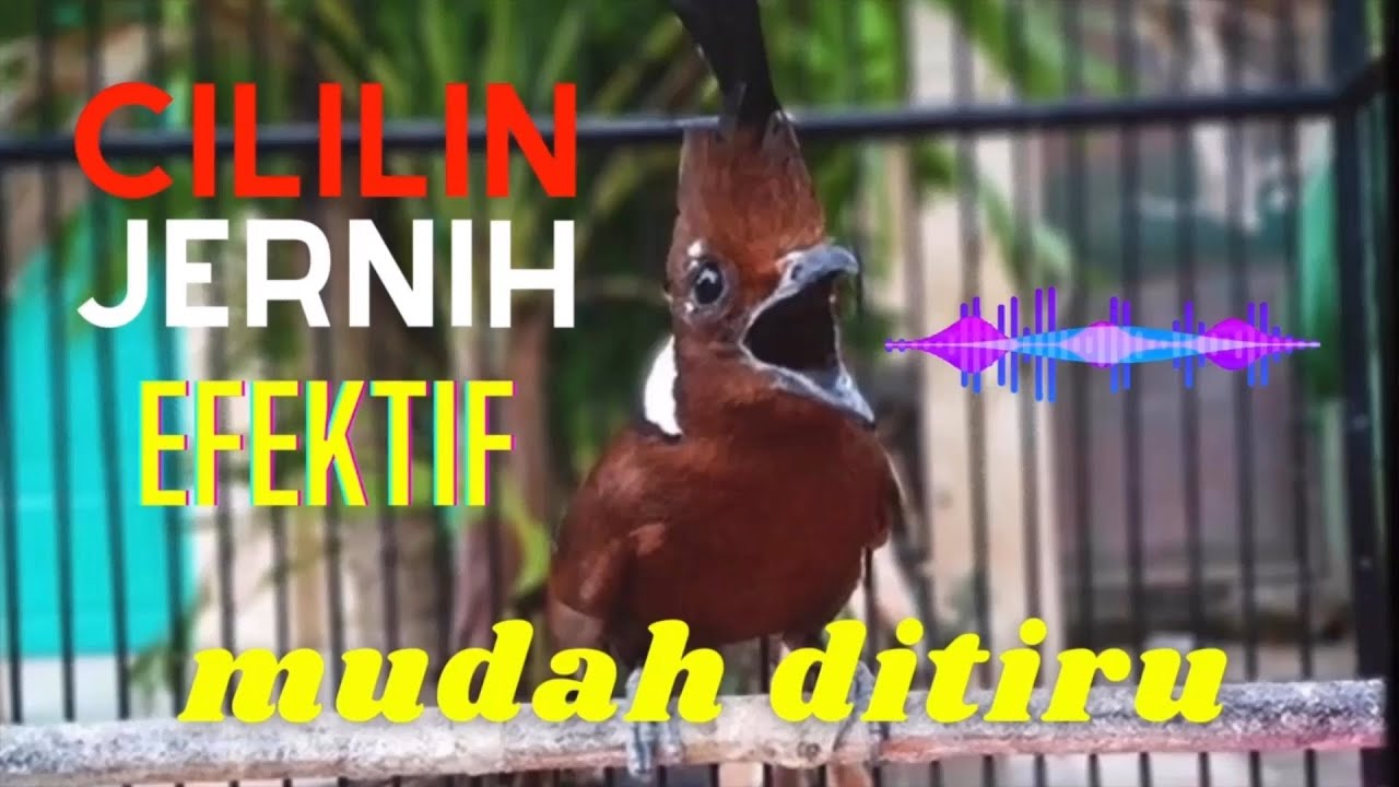 CILILIN Suara Asli Jernih - 100% MUDAH DITIRU dan JAMIN MASUK ‼️ (Masteran Cililin Masa Kini)