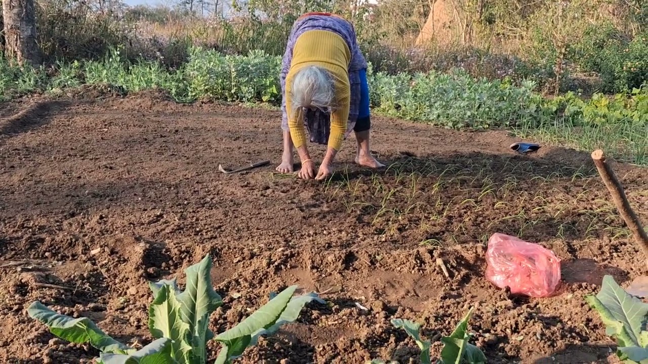 प्याजको बिरुवा सार्दै @knowledgeentertainment98 