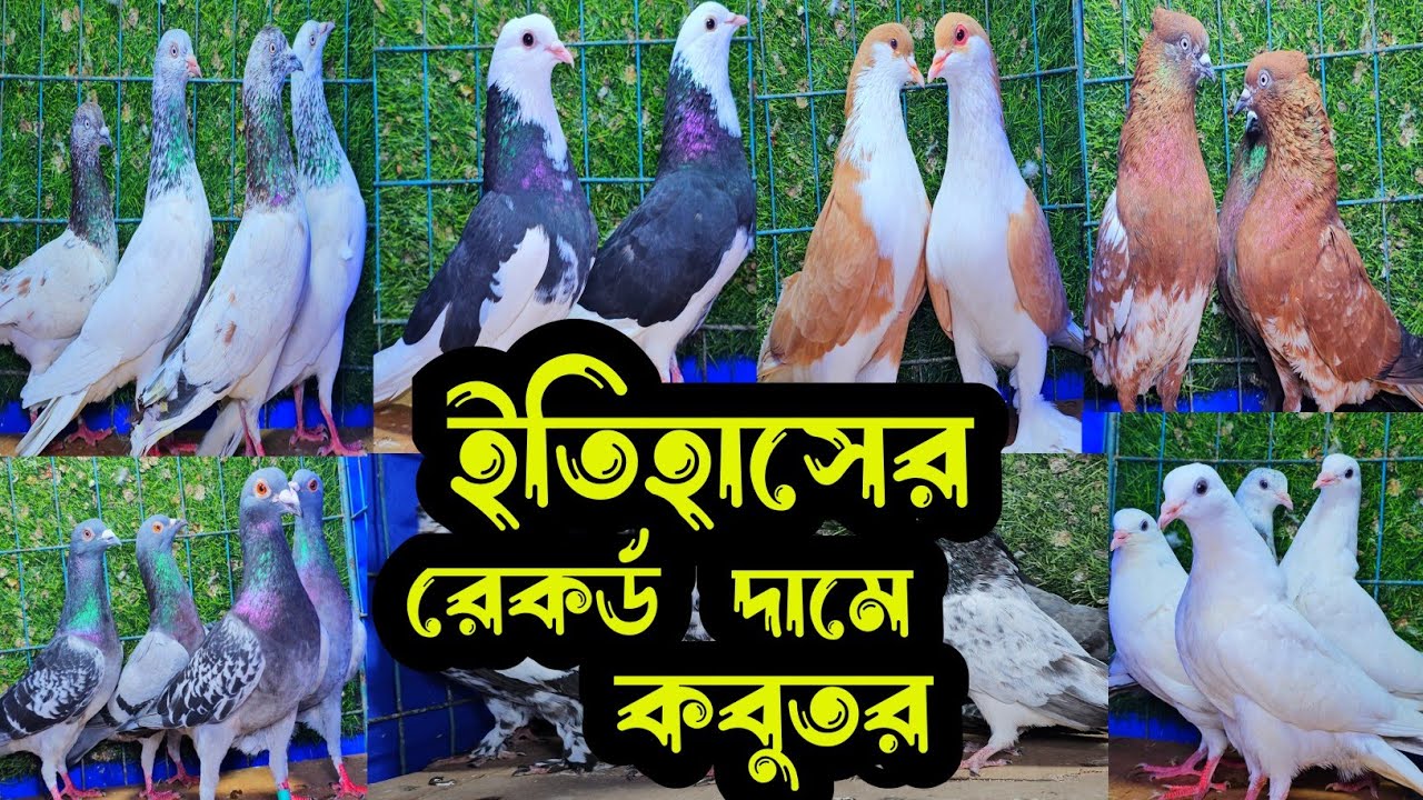 ৩০০ টাকা পিস পানির দামে পাকিস্তানি টেডি হাইফ্লায়ার গিরিবাজ কবুতর কিনুন | বাকবাকুম পায়রা | Pigeon |