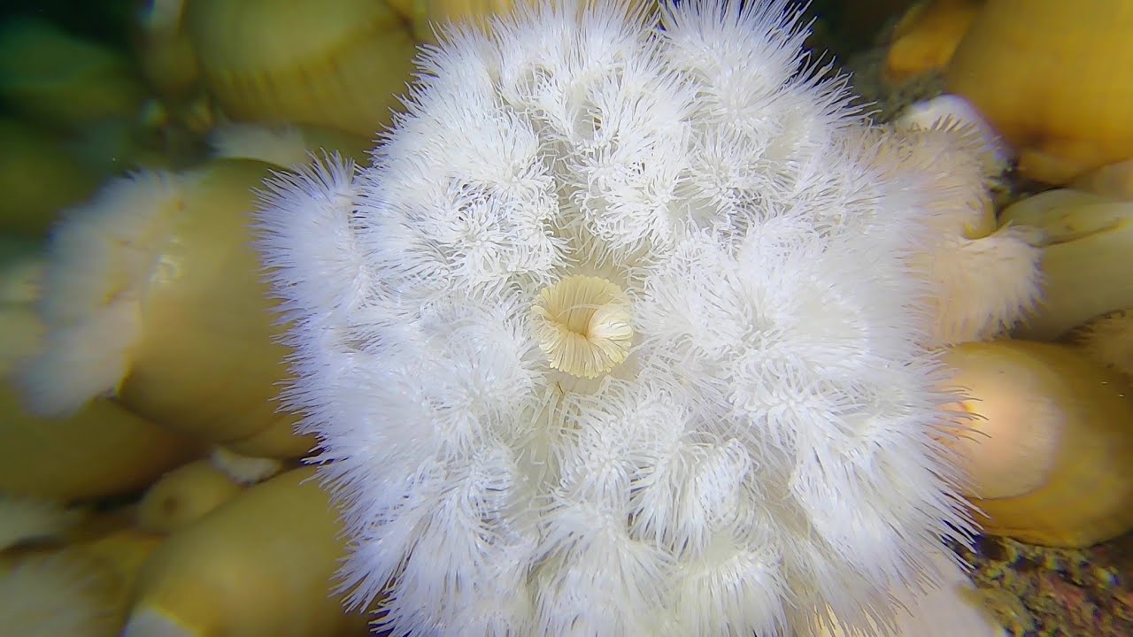 Scuba diving @ Persgrund, Swedish west coast // Dykning p&aring; Persgrund med vackra havsnejlikor
