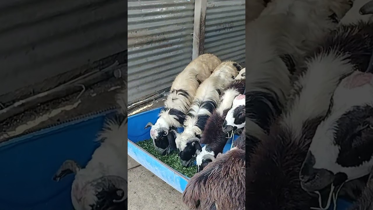 Telangana pottelu farm//trending business//bhairav meat farm//#farming#trending#shorts#sheep