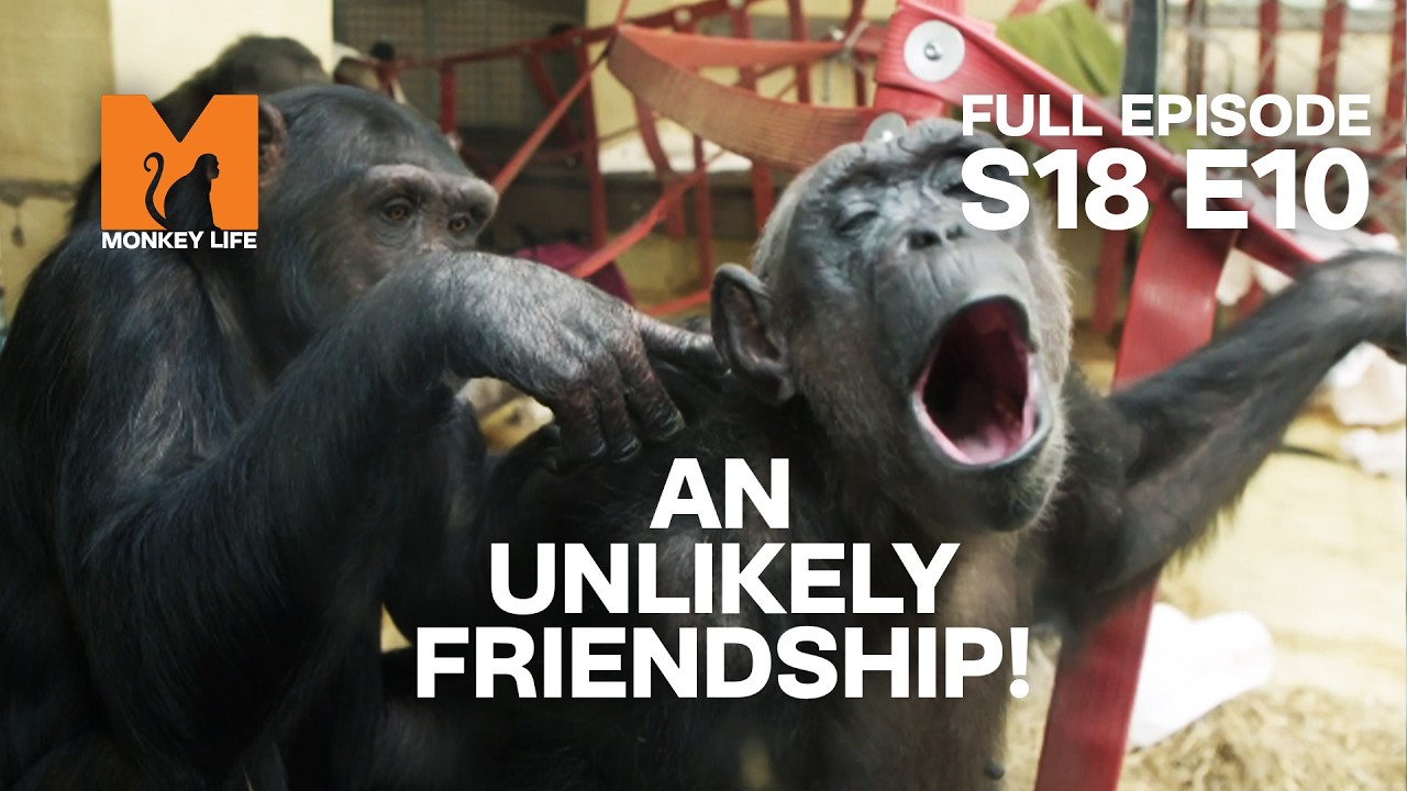 Nobody Saw THIS Friendship Coming&hellip; | Monkey Life Season 18 EP 10 | Monkey Life